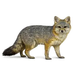 Island Fox lesson from nature