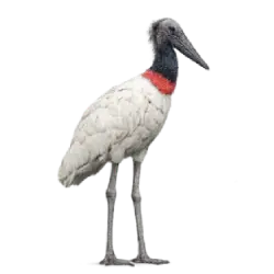 Jabiru (Jabiru mycteria) featured animal image on AnimalDex