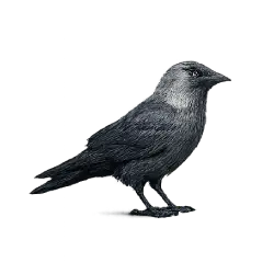 Jackdaw (Coloeus monedula) featured animal image on AnimalDex