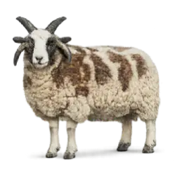 Jacob Sheep animal lesson image on AnimalDex