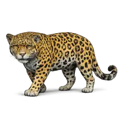 Jaguar (Panthera onca) featured animal image on AnimalDex