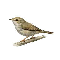 Japanese Bush Warbler