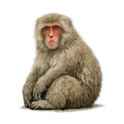 Japanese Macaque animal lesson image on AnimalDex