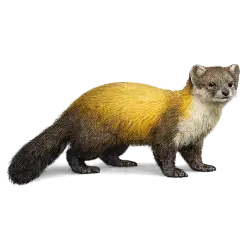 Japanese Marten animal lesson on AnimalDex