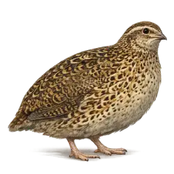 Japanese Quail