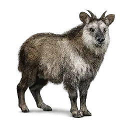 Japanese Serow (Capricornis crispus) featured animal image on AnimalDex