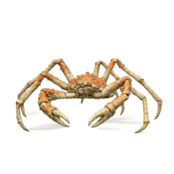 Japanese Spider Crab animal lesson image on AnimalDex