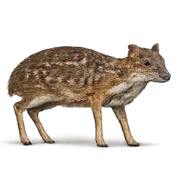 Java Mouse-deer (Tragulus javanicus) featured animal image on AnimalDex