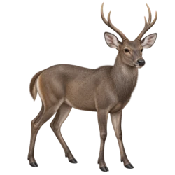 Javan Rusa Deer (Rusa timorensis) thumbnail image on AnimalDex