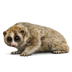 Javan Slow Loris (Nycticebus javanicus) featured animal image on AnimalDex
