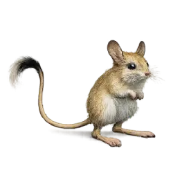 Jerboa (Jaculus jaculus) featured animal image on AnimalDex