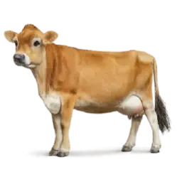 Jersey Cattle animal lesson image on AnimalDex