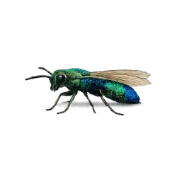 Jewel Wasp (Ampulex compressa) featured animal image on AnimalDex