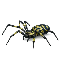 Joro Spider (Trichonephila clavata) featured animal image on AnimalDex