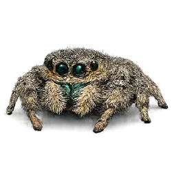 Jumping Spider (Salticidae) featured animal image on AnimalDex