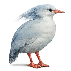 Kagu (Rhynochetos jubatus) featured animal image on AnimalDex