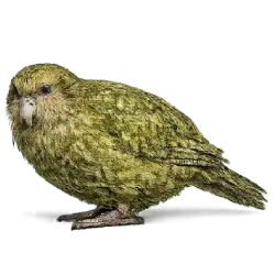 Kakapo (Strigops habroptilus) featured animal image on AnimalDex