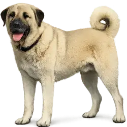 Kangal (Canis lupus familiaris) featured animal image on AnimalDex