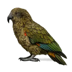 Kea (Nestor notabilis) thumbnail image on AnimalDex