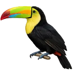Keel-billed Toucan (Ramphastos sulfuratus) featured animal image on AnimalDex