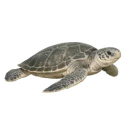 Kemp's Ridley Sea Turtle animal lesson image on AnimalDex