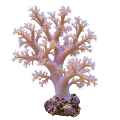 Kenya Tree Coral (Capnella imbricata) thumbnail image on AnimalDex