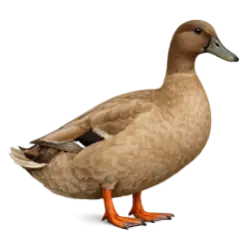 Khaki Campbell Duck animal lesson image on AnimalDex