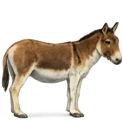Kiang (Equus kiang) featured animal image on AnimalDex