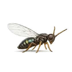 Kikiki Huna Fairyfly animal lesson image on AnimalDex