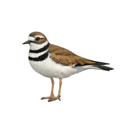 Killdeer (Charadrius vociferus) thumbnail image on AnimalDex
