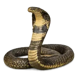 King Cobra (Ophiophagus hannah) featured animal image on AnimalDex
