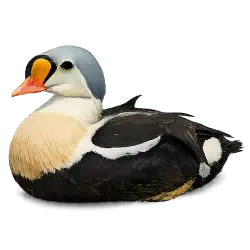 King Eider (Somateria spectabilis) featured animal image on AnimalDex