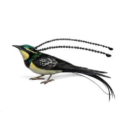 King of Saxony Bird-of-paradise lesson from nature