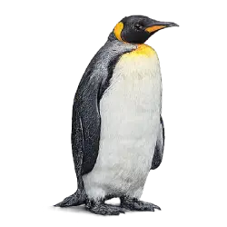 King Penguin (Aptenodytes patagonicus) featured animal image on AnimalDex