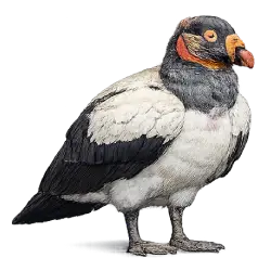 King Vulture (Sarcoramphus papa) featured animal image on AnimalDex