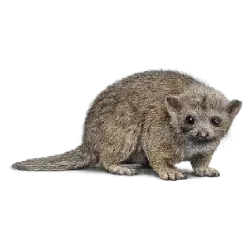 Kinkajou (Potos flavus) featured animal image on AnimalDex