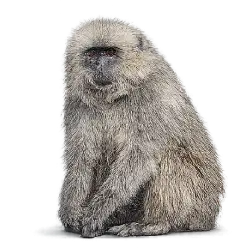 Kipunji (Rungwecebus kipunji) featured animal image on AnimalDex