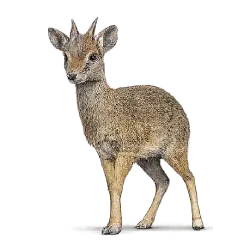 Kirk's Dik-dik