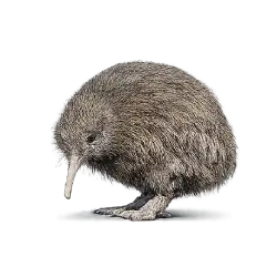 Kiwi (Apteryx mantelli) featured animal image on AnimalDex