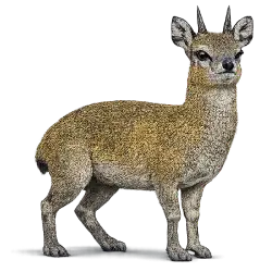 Klipspringer (Oreotragus oreotragus) featured animal image on AnimalDex