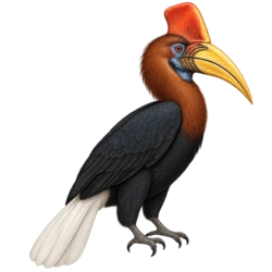 Knobbed Hornbill (Rhyticeros cassidix) thumbnail image on AnimalDex