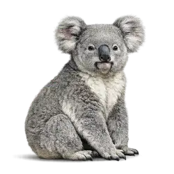Koala (Phascolarctos cinereus) featured animal image on AnimalDex