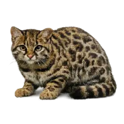 Kodkod animal lesson image on AnimalDex