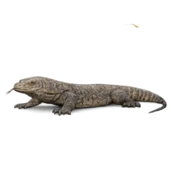 Komodo Dragon (Varanus komodoensis) featured animal image on AnimalDex