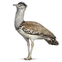 Kori Bustard (Ardeotis kori) featured animal image on AnimalDex