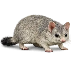 Kowari (Dasyuroides byrnei) featured animal image on AnimalDex