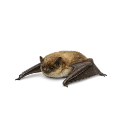 Kuhl's Pipistrelle Bat (Pipistrellus kuhlii) thumbnail image on AnimalDex
