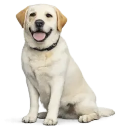 Labrador Retriever animal lesson image on AnimalDex