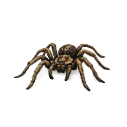 Labyrinth Funnel Weaver (Agelena labyrinthica) thumbnail image on AnimalDex