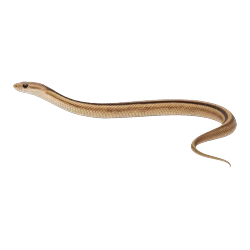 Ladder Snake (Zamenis scalaris) thumbnail image on AnimalDex